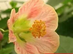 いちごみるく　アブチロン超高性　苗