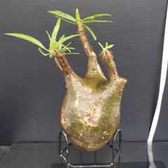 2025年最新】グラキリス ベアルートの人気アイテム - メルカリ