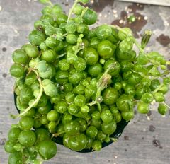 モリモリグリーンネックレス　大玉　大株　多肉植物