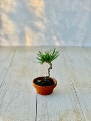 黒松　小品盆栽　ミニ盆栽　くろまつ
