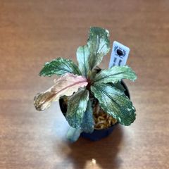 Bucephalandra sp. "Pink Variegata"