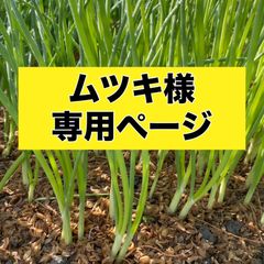 ムツキ様専用ページ‼️玉ねぎ苗‼️