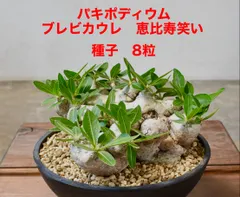 パキポディウム　ブレビカウレ種子8粒のサムネイル