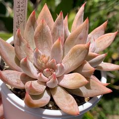 人気レア品種！★トリマネンシス×ザラゴーサSPノバ 多肉植物 （抜き苗・速達付）自家栽培