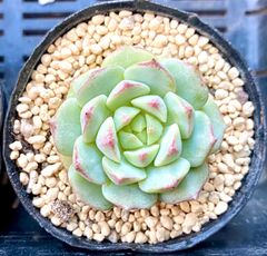 デレンベルギーhyb  小株　エケベリア　韓国苗　多肉植物