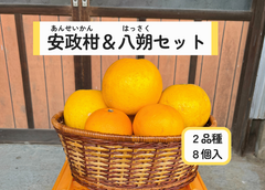 安政柑（あんせいかん）と八朔（はっさく）のセット