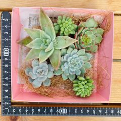 多肉植物　カット苗　寄せ植えセット　多肉弁当