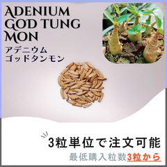 【種子】アデニウム ゴッド タン モン /セット割あり数量3粒から購入OK