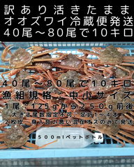 活きたまま冷蔵便　訳ありオオズワイ　オス　４０尾～８０尾で１０キロ