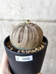 一点モノ／現地風演出】Euphorbia clivicola 鉢付き発送