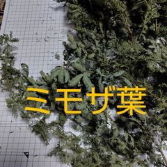ミモザ  枝葉 中~小 ドライ 乾燥 ドライフラワー ♡♡各種ハンドメイド素材に
