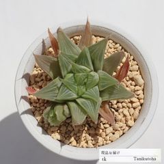 ミルキーウェイ TK164 ハオルチア 7.5ｃｍポット おすすめ販売 写真の子をお届け 特定販売