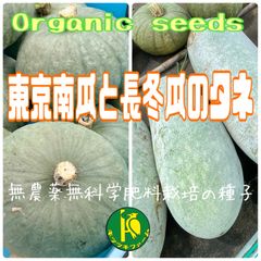 東京南瓜（固定種）のタネ10粒と長冬瓜（固定種）のタネ20粒 無農薬無化学肥料栽培のタネ
