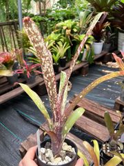 ビルベルギア カサブランカ Billbergia 'Casa Blanca'（ 'Caramba' x 'Afterglow'）キンクマ農園☆B0019