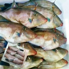山形県産 ウマヅラハギ 500ｇ4～6尾 冷凍 鮮魚セット うまづらはぎ