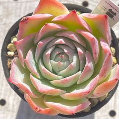 ロンリーハート　多肉植物　エケベリア　韓国苗