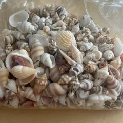 No.174 60個入 貝殻ミックス ネイルパーツ レジン封入 ハンドメイド素材