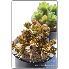 小人の花束 アエオニウム 2寸ポット 弁慶草科 多肉植物 多肉激安 ドライガーデン 多年草 観葉植物