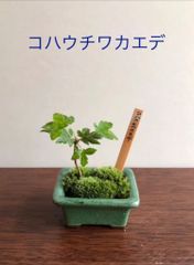 ミニ盆栽　コハウチワカエデ　萬古焼の鉢（グリーン系）
