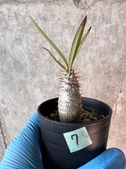 【現品限り】パキポディウム・グラキリス【A7】 Pachypodium gracilius【植物】塊根植物 夏型 コーデックス