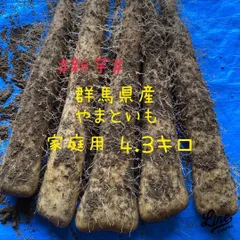 群馬県産 大和芋 やまといも 家庭用 4.3キロ
