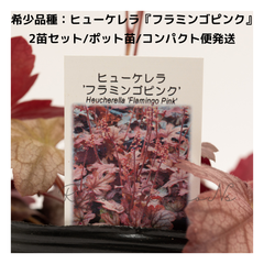 ヒューケレラ：フラミンゴピンク【２苗販売】（3号）希少　宿根草　ガーデニング　寄せ植え　ハンギング　新品種