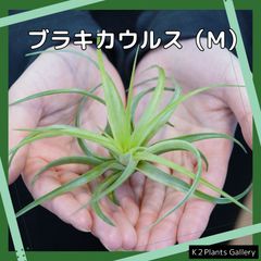 【ブラキカウルス】Mサイズ　エアプランツ　エアープランツ　チランジア