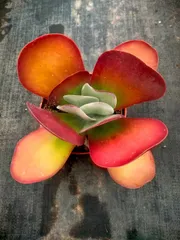 2025年最新】デザート・ローズの人気アイテム - メルカリ