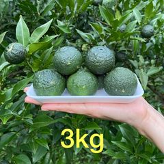 青柚子【期間限定】3kg 無農薬 - メルカリShops