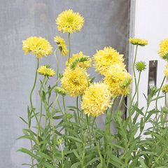 花苗 ガイラルディア フルーティハニーレモン 3号ロング 耐寒性多年草 夏〜秋 丈夫 よく咲く