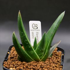 エルサム 自根 大株 鉢植えメルカリ便送料込み 送料】メルカリ便 鉢植え発送用 - メルカリ