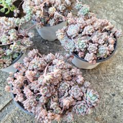 訳あり☆プロリフィカ☆