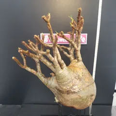 グラキリス ベアルート 現地球 ファイナルラストサマーセール品_14 グラキリス ベアルート 現地球 ファイナルラストサマーセール品_