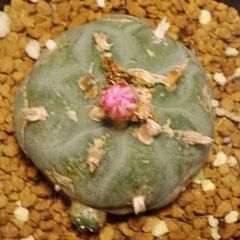 【赤花　鳥羽玉 ロフォフォラ　実生苗（SA）】子株付き　レア！