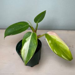【美斑入】　フィロデンドロン　ホワイトプリンセス　philodendron Whiteprincess