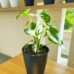 アロカシア・オドラ・ヴァリエガータ【斑入りクワズイモ】