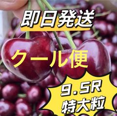 クール便‼️9.5R特大粒‼️アメリカンチェリー　さくらんぼ　箱込み1kg