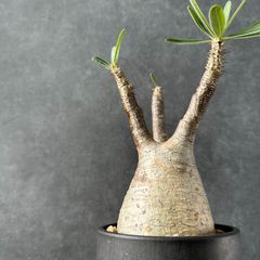 現地球・発根済M】パキポディウム グラキリス 鉢付き 塊根植物