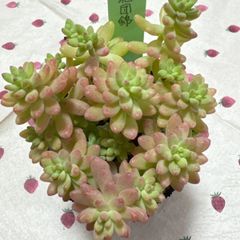 古都の葉さん　小桃いろは　札付き　メルカリ便 ⭐︎古都の葉 小桃いろは 札付き⭐︎ - メルカリ