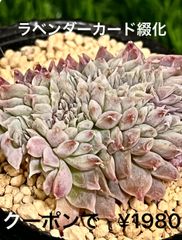 ラベンダーカード綴化 多肉植物 多肉 エケベリア 綴化 セッカ  超レア苗