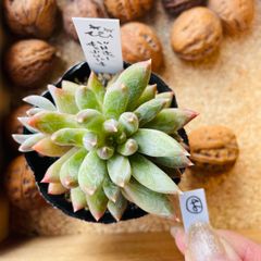 シュガーザラゴーサ　多肉　多肉植物　46