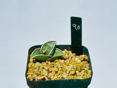 2026年最新】サンスベリア ロリダの人気アイテム - メルカリ