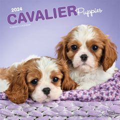 【輸入版】2024年 子犬のキャバリア カレンダー / ブラウントラウト (Cavalier King Charles Spaniel Puppies)
