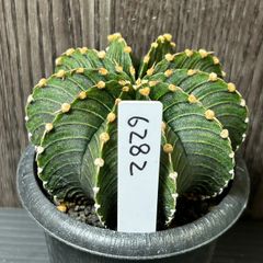 サボテン　ギムノカリキウム　Gymnocalycium friedrichii LB2178
