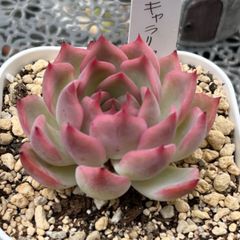 多肉植物 ☘️ キャラリアン 抜き苗