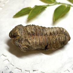 【E13531】三葉虫 古生代デボン紀 化石 モロッコ 化石標本