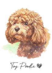 petshopjapan