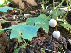 2024年最新】日本の野生植物の人気アイテム - メルカリ