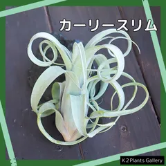 2025年最新】チランジアの人気アイテム - メルカリ