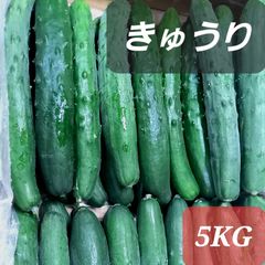 沖縄野菜　きゅうり５kg　クール便